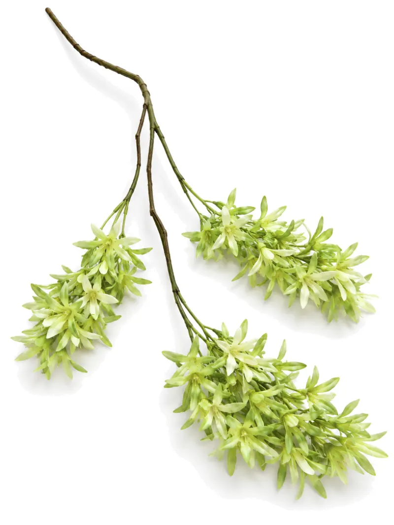 Silk Wisteria Green