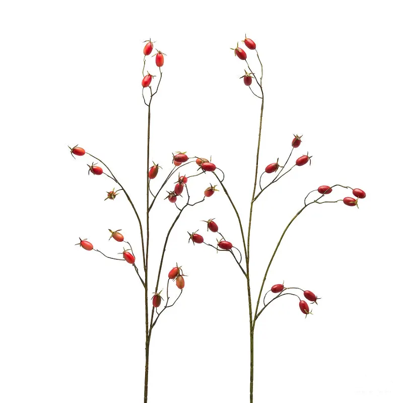 ROSA CANINA RAMO 2 ASS