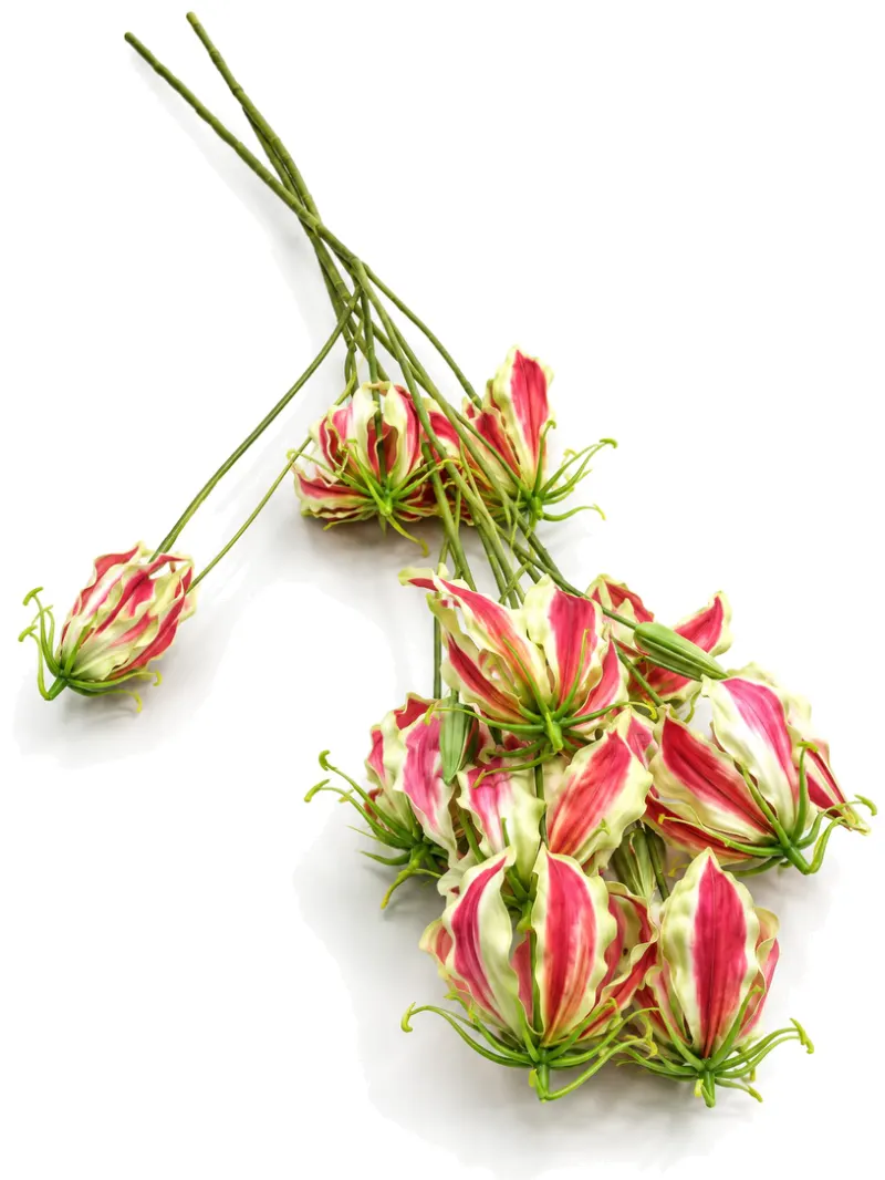 Silk Gloriosa Beauty